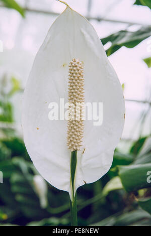 Ville Riga, Lettonie. Jardin botanique d'arbres et de fleurs. La nature et la photo de voyage 2018. Banque D'Images