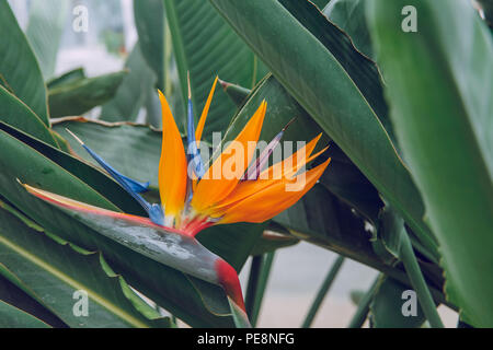 Ville Riga, Lettonie. Jardin botanique d'arbres et de fleurs. La nature et la photo de voyage 2018. Banque D'Images