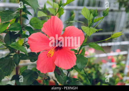 Ville Riga, Lettonie. Jardin botanique d'arbres et de fleurs. La nature et la photo de voyage 2018. Banque D'Images