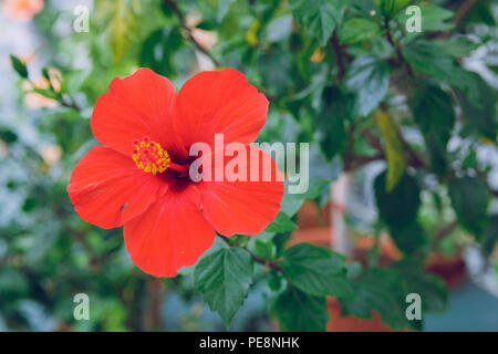Ville Riga, Lettonie. Jardin botanique d'arbres et de fleurs. La nature et la photo de voyage 2018. Banque D'Images