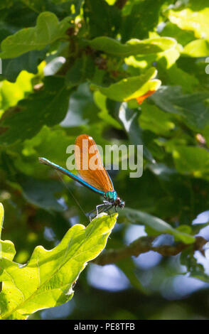 Belle Demoiselle (demoiselle Agrion vierge ) -,immatures reposant sur des feuilles de chêne .Knepp, ferme Banque D'Images