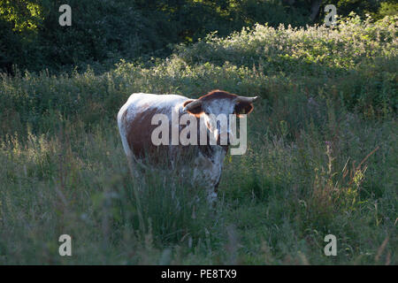 English Longhorn le pâturage du bétail et de la navigation sur le terrain rewilded/pâturage, champ de blé autrefois en maintenant la succession naturelle de forêt mixte / haies et broussailles et des prairies par le broutage sélectif et la navigation. Conduisant à un nombre énorme de l'augmentation des espèces de faune sauvage comme Purple Emperor les papillons et les tourterelles. Banque D'Images