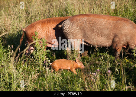 Les porcs Tamworth sauvages avec l'alimentation des porcelets dans les prairie .leur rôle dans l'élaboration de Knepp rewilding immobiliers comme un site qui encourage les niveaux trophiques conduisant à des espèces comme Purple Emperor (Apatura iris ) Banque D'Images