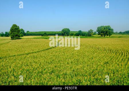 Paysage rural le long de la piste cyclable po près de Guardamiglio et San Rocco al Porto (Lodi, en Lombardie, Italie) à l'été Banque D'Images