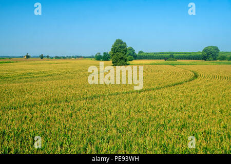 Paysage rural le long de la piste cyclable po près de Guardamiglio et San Rocco al Porto (Lodi, en Lombardie, Italie) à l'été Banque D'Images