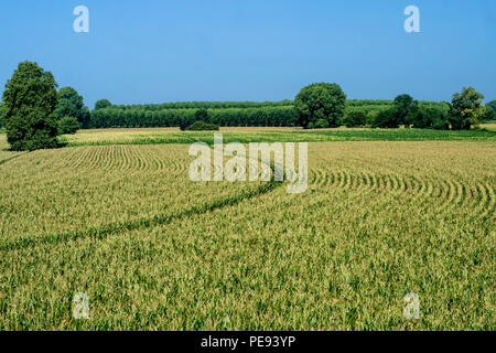 Paysage rural le long de la piste cyclable po près de Guardamiglio et San Rocco al Porto (Lodi, en Lombardie, Italie) à l'été Banque D'Images