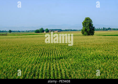 Paysage rural le long de la piste cyclable po près de Guardamiglio et San Rocco al Porto (Lodi, en Lombardie, Italie) à l'été Banque D'Images