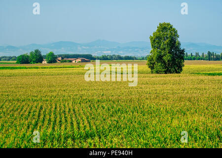 Paysage rural le long de la piste cyclable po près de Guardamiglio et San Rocco al Porto (Lodi, en Lombardie, Italie) à l'été Banque D'Images