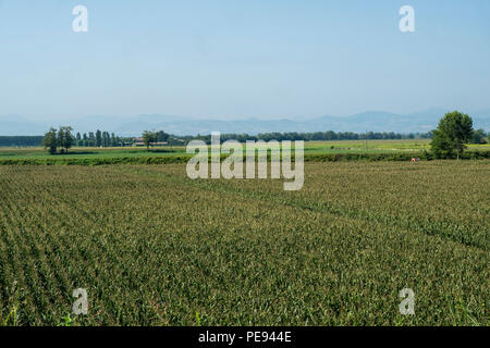 Paysage rural le long de la piste cyclable po près de Guardamiglio et San Rocco al Porto (Lodi, en Lombardie, Italie) à l'été Banque D'Images