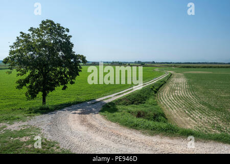 Paysage rural le long de la piste cyclable po près de Guardamiglio et San Rocco al Porto (Lodi, en Lombardie, Italie) à l'été Banque D'Images