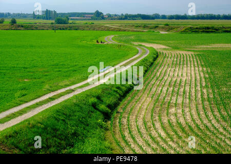 Paysage rural le long de la piste cyclable po près de Guardamiglio et San Rocco al Porto (Lodi, en Lombardie, Italie) à l'été Banque D'Images