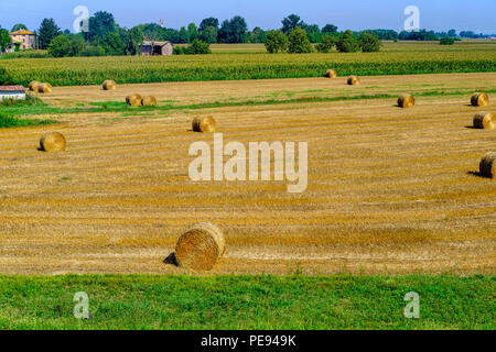 Paysage rural le long de la piste cyclable po près de Guardamiglio et San Rocco al Porto (Lodi, en Lombardie, Italie) à l'été Banque D'Images