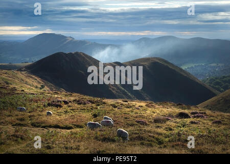 Moutons paissant près du Burway sur le long Mynd, Shropshire, vers Caer Caradoc Hill vu au loin. Le Stretton de l'église se trouve en bas à droite Banque D'Images