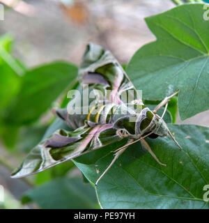 Daphnis nerii, l'oleander hawk-moth ou vert armée, est une espèce d'amphibien de la famille des Hylidés. Banque D'Images