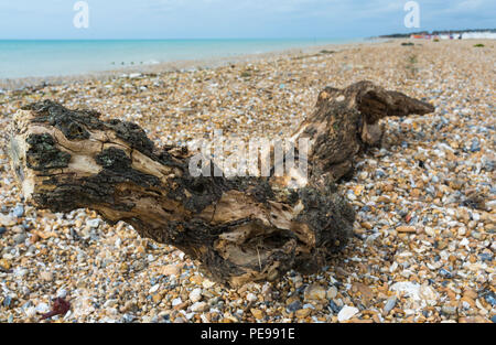 Grand morceau de bois flotté échoué sur une plage de galets au Royaume-Uni. Banque D'Images