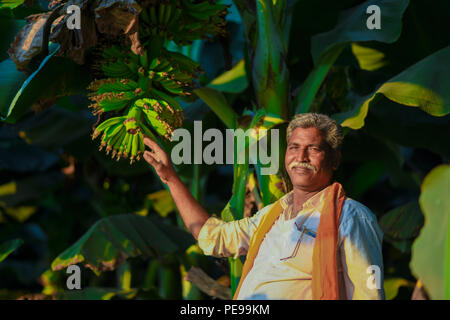 Indian farmer dans banana farm Banque D'Images