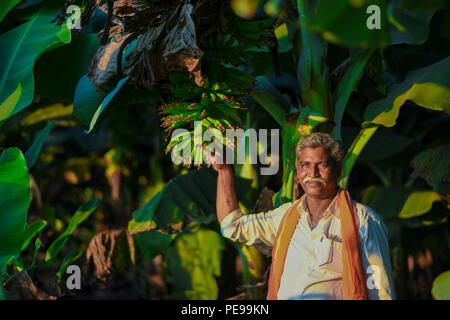 Indian farmer dans banana farm Banque D'Images