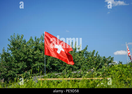 Symbole national suisse avec vert des arbres en arrière-plan Banque D'Images