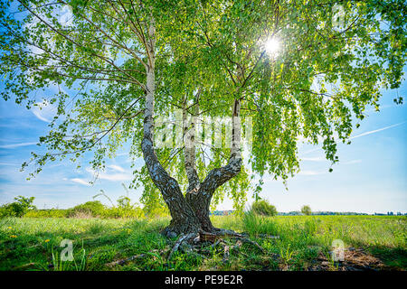 Shot HDR d'un bouleau avec le soleil derrière Banque D'Images