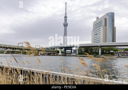 Bâtiments emblématiques comme vu de parc Sumida, à travers la rivière Sumida. Ces capacités sont des AC et Asahi Tower, Quartier Sumida, Tokyo Skytree et bureau. Banque D'Images