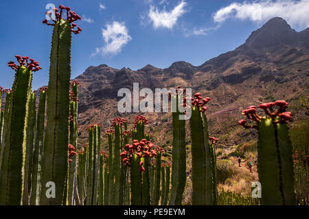 La floraison des plantes cactus cardon dans la Valle Grande, Anaga, Tenerife, Canaries, Espagne Banque D'Images