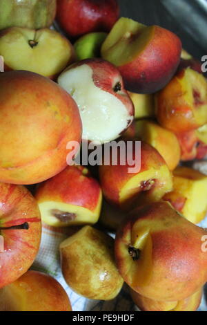 Les pommes mûres et juteuses garden peach fruits jeter belle récolte d'été Banque D'Images