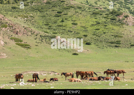 Groupe de chevaux kirghizes se reposant dans un paysage alpin près de Bokonbayevo, au Kirghizistan. Banque D'Images