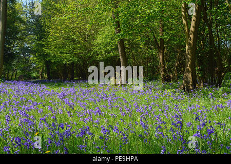 Bredgar, Bois Bluebell, Kent Banque D'Images