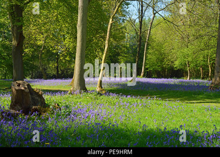 Bredgar, Bois Bluebell, Kent Banque D'Images