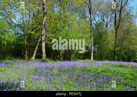 Bredgar, Bois Bluebell, Kent Banque D'Images