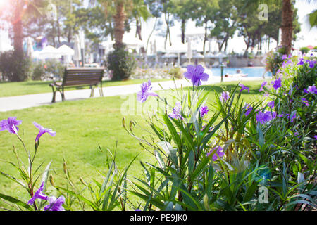 Reste de l'été. Fleurs lilas sur un pré vert, la piscine en arrière-plan Banque D'Images