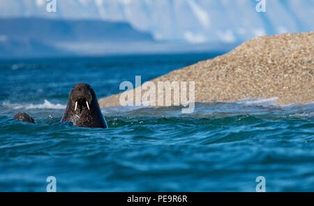 Walrus venant d'enquêter sur le zodiak voile natation hors de terre et apparaissant dans la mer arctique autour de Banque D'Images