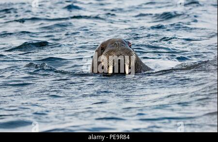 Walrus venant d'enquêter sur le zodiak voile natation hors de terre et apparaissant dans la mer arctique autour de Banque D'Images