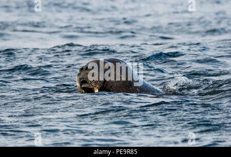 Walrus venant d'enquêter sur le zodiak voile natation hors de terre et apparaissant dans la mer arctique autour de Banque D'Images