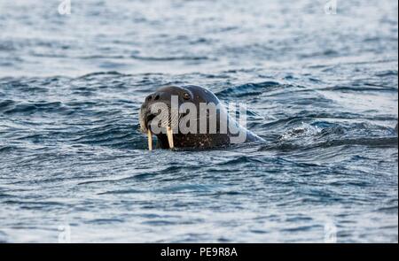 Walrus venant d'enquêter sur le zodiak voile natation hors de terre et apparaissant dans la mer arctique autour de Banque D'Images