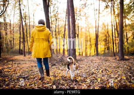 Senior woman with dog, lors d'une promenade dans une forêt d'automne. Banque D'Images