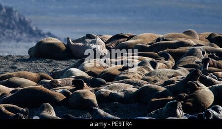 Un tas de walrus détente sur la plage Svalbard en Norvège Banque D'Images