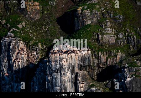 Mouettes tridactyles portant sur la falaise par milliers dans Alkefjellet Svalbard Banque D'Images