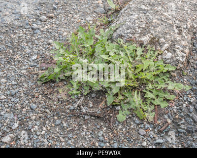 Les mauvaises herbes qui se développent à l'extérieur des fissures sur le trottoir/la chaussée en bordure de route dans les zones urbaines. Métaphore weedkiller Roundup / glyphosate, plantes qui se développent dans des fissures. Banque D'Images