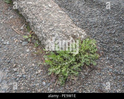 Les mauvaises herbes qui se développent à l'extérieur des fissures sur le trottoir/la chaussée en bordure de route dans les zones urbaines. Métaphore weedkiller Roundup / glyphosate, plantes qui se développent dans des fissures. Banque D'Images