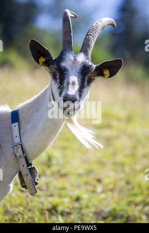 Peacock, Pfauenziege Chèvre (Capra aegagrus hircus) Banque D'Images