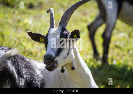 Peacock, Pfauenziege Chèvre (Capra aegagrus hircus) Banque D'Images