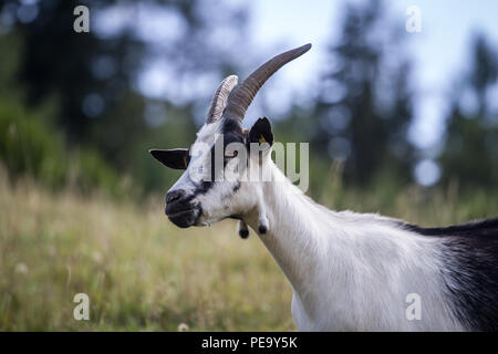 Peacock, Pfauenziege Chèvre (Capra aegagrus hircus) Banque D'Images