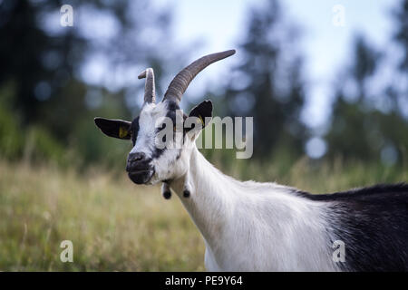 Peacock, Pfauenziege Chèvre (Capra aegagrus hircus) Banque D'Images