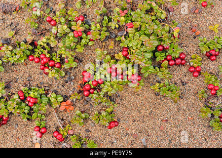 L'airelle rouge, la canneberge (Vaccinium vitis-idaea) dans la toundra, lac Ennadai, Territoire du Nunavut, Canada Banque D'Images