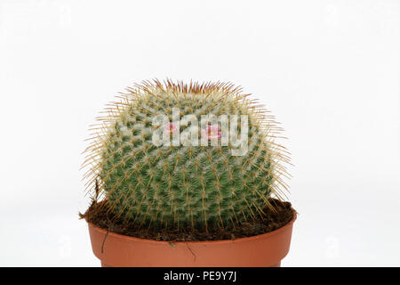 Floraison rose cactus isolé sur fond blanc Banque D'Images