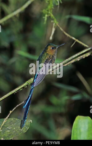 Violet-tailed Sylph (Aglaiocercus kingii) mâle adulte, perché sur twig Vinicio Ghech Summit Hotel, Nono-Mindo Road, l'Équateur Février Banque D'Images