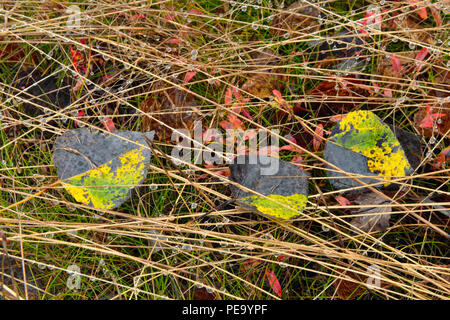 Les tiges de graminées deschampsie avec gouttes de pluie et feuilles de tremble tombé, le Grand Sudbury, Ontario, Canada Banque D'Images