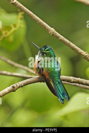 Violet-tailed Sylph (Aglaiocercus kingii) femelle adulte perché sur la route Nono-Mindo brindille, l'Équateur Février Banque D'Images