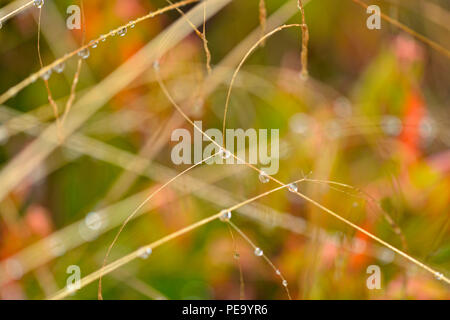 Les tiges de graminées deschampsie avec gouttes de pluie, le Grand Sudbury, Ontario, Canada Banque D'Images